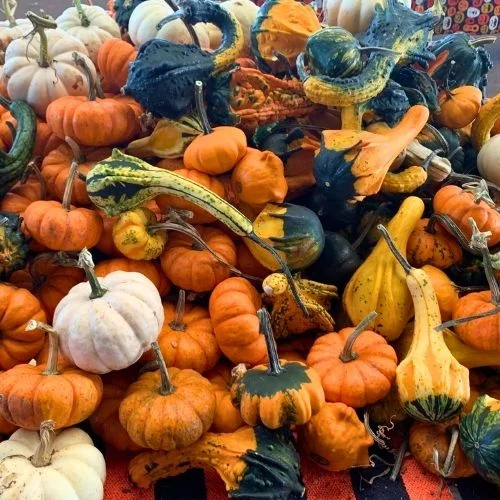 Carter Mountain Pumpkins