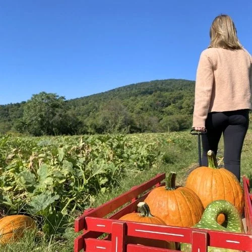 pumpkin patches around Charlottesville VA