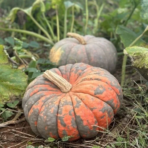 Liberty Mills Pumpkin Patch