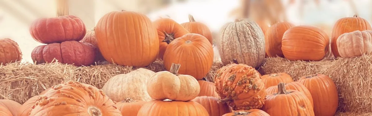 Best Pumpkin Patches in Charlottesville VA