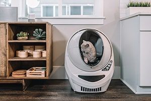 pet-living apartment tips
